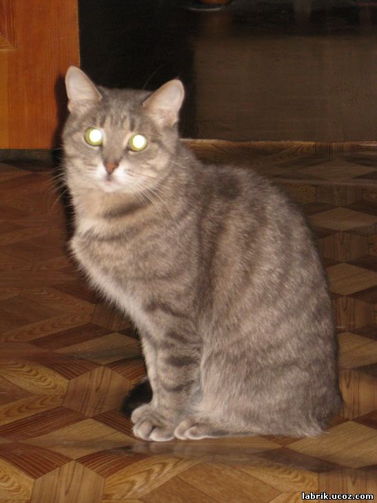 Матрёна